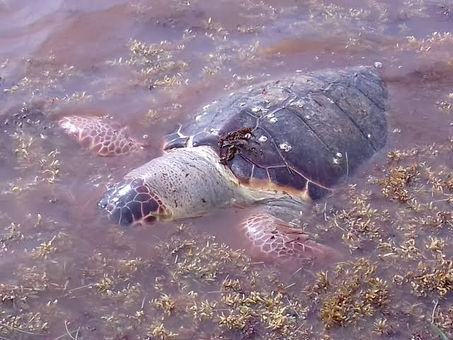Las tortugas amenazadas por el sargazo