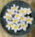 プルメリア