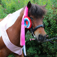 horse wearing a rosette and a sash