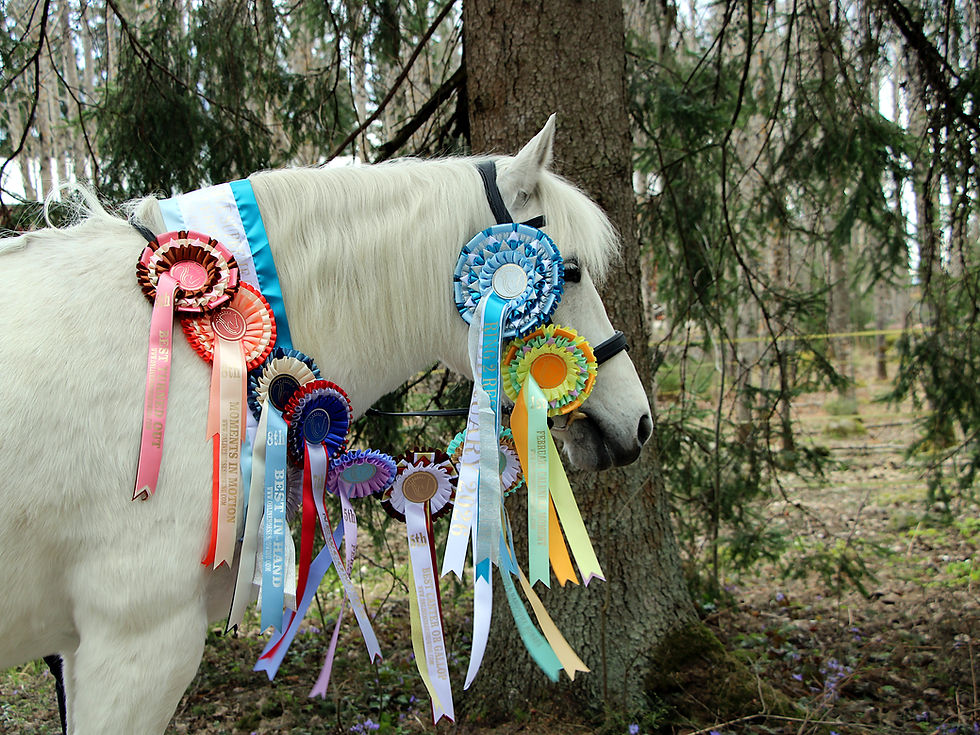 white horse wearing rosettes from a horse show