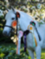 grey horse wearing lots of rosettes