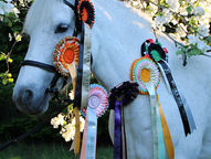 grey horse standing wearing rosettes against a background of green