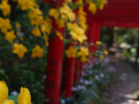 島本春便り~Shimamoto Spring Note 4