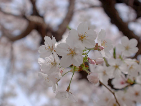 島本春便り~Shimamoto Spring Note 3