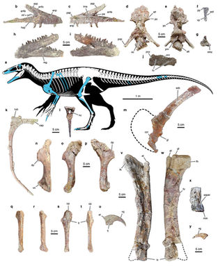 The megaraptor had giant claws and an appetite for crocodilians