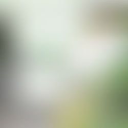 Reafirman en Caguas valor manejo deárboles urbanos como resiliencia climática en Congreso sobre Manejo Árboles Urbanos.