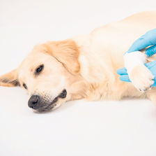 Cómo identificar si tu mascota ha sido envenenada