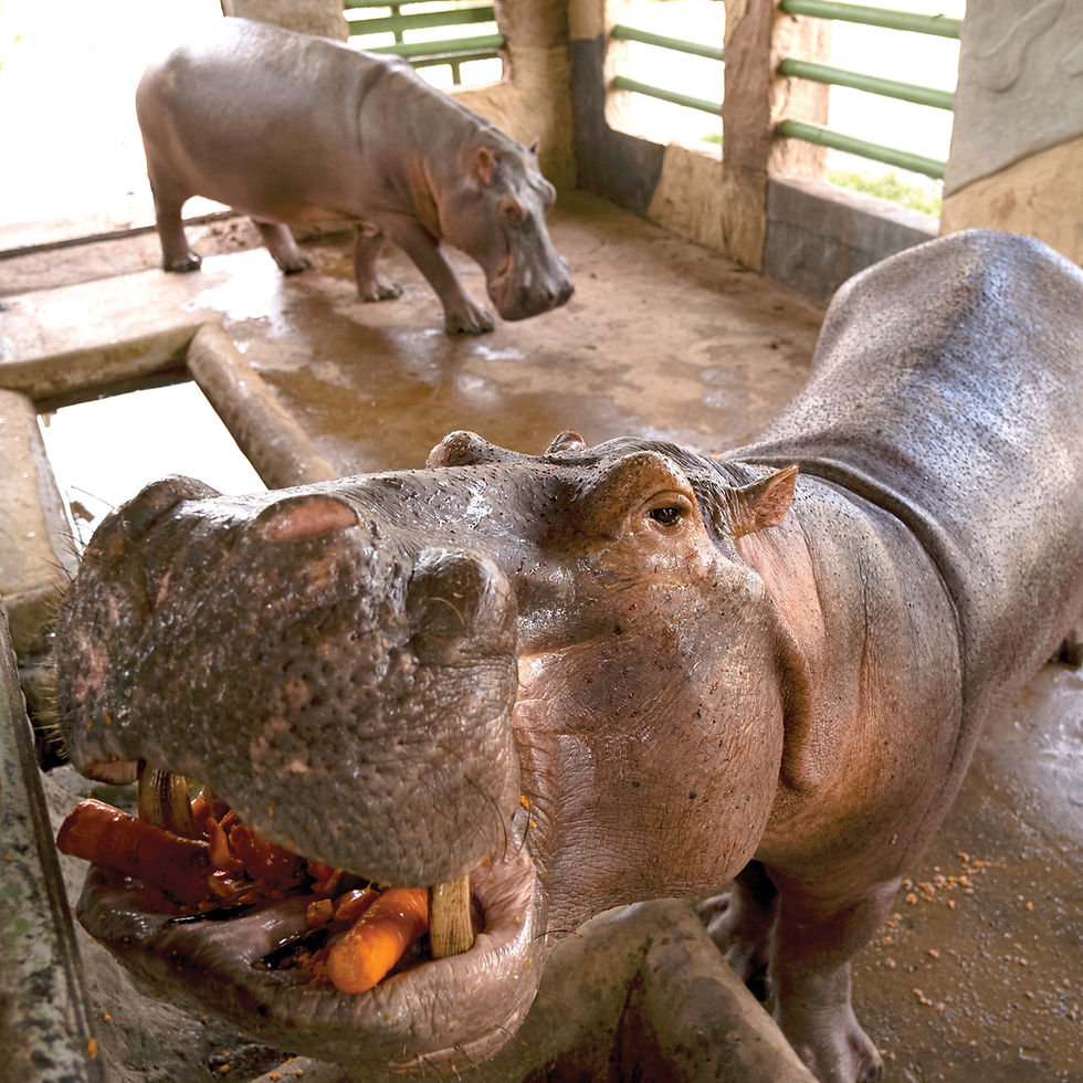 The fight to euthanize Pablo Escobar’s hippos in Colombia