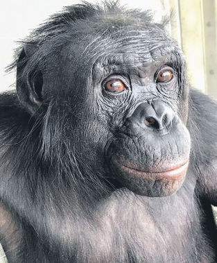 At a ‘tea party’ with scientists, this ape showed some imagination