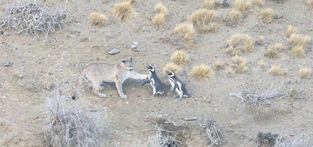 Penguins become prey for the pumas of Patagonia