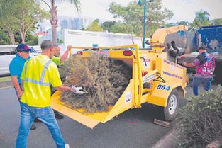 Guaynabo invita a reciclar los árboles de Navidad de forma segura y ecoamigable