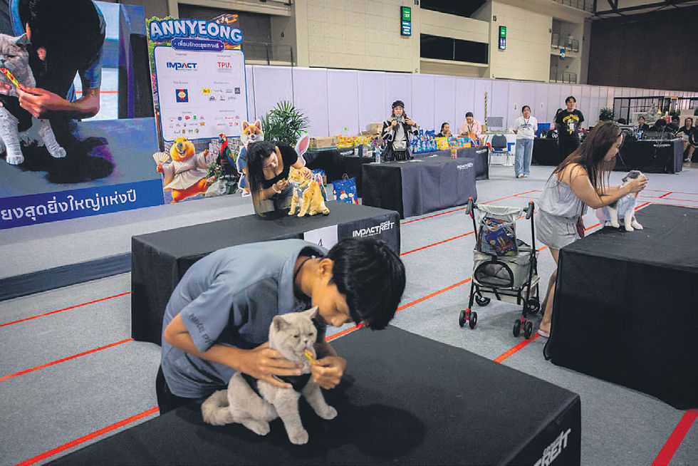 These cats do it for glory, not salmon. (No, it’s the salmon.)