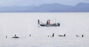 Killer whales find an ‘unlikely friend’ in dolphins