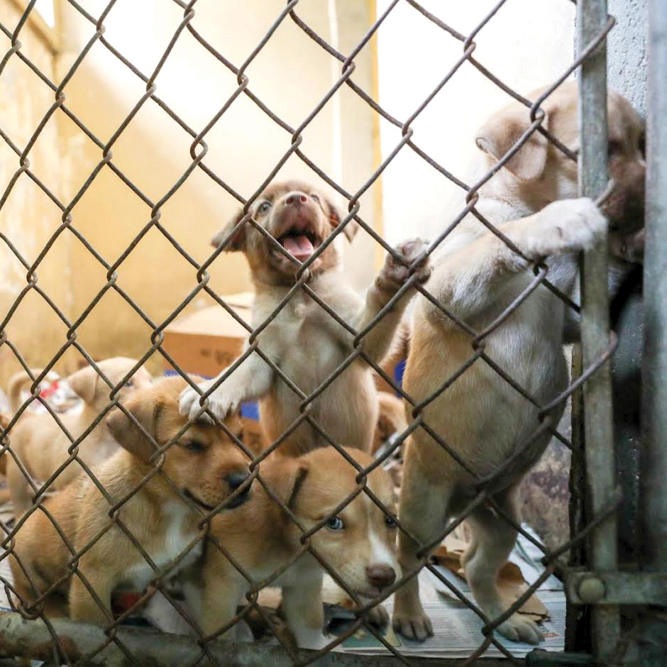 House-sponsored vaccination program reaches pets in Cabo Rojo.