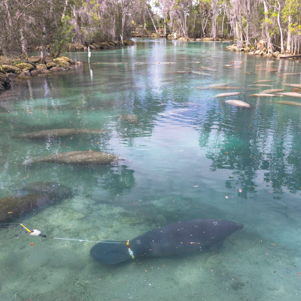 Why manatees need humans to slow down and pay attention.