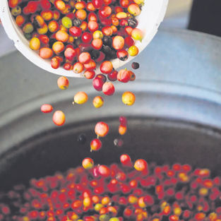 Agriculture chief defends hike in minimum payment to coffee growers