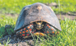Do Reptiles Have Moods, Too?