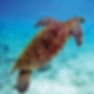 Green sea turtle (Wikipedia/Brocken Inaglory)