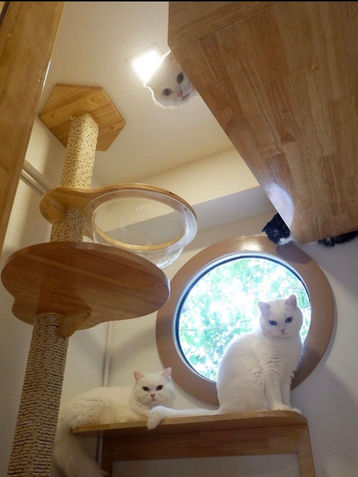 Cat hotel , โรงแรมแมว , โรงแรมแมวกรุงเทพ , โรงแรมแมวใกล้ฉัน