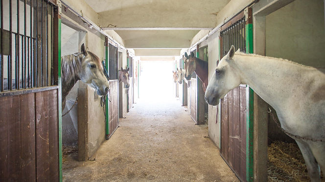 Pension Equestre Marboz Ain