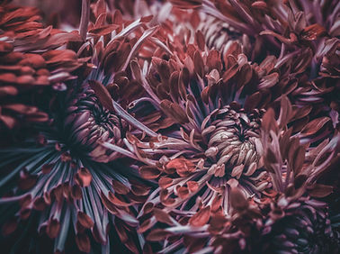 Fleurs