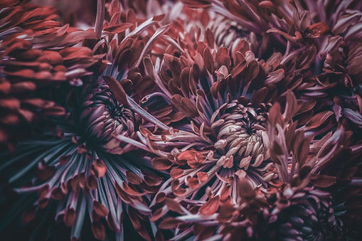 Close-Up of Flowers