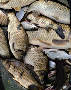 59321489_2341044026153489_90099876334089