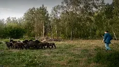 Recreational & Hunting Land.webp