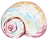 Conch shell