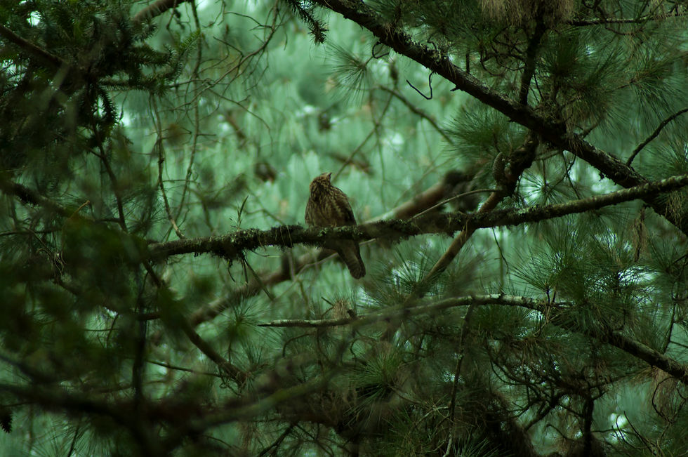 DSC_0010