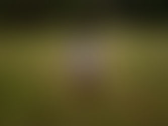 Autismo e atendimento psicanalítico: Uma escuta para além dos sintomas