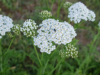 Yarrow.jpeg