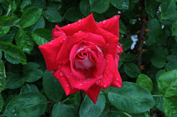 Rose 5.15.2016