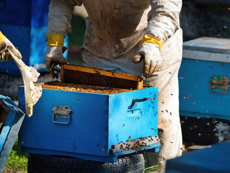bee removal service