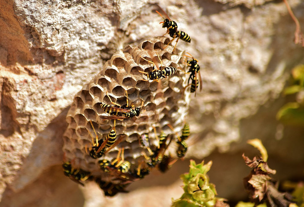 Wasp Nest Removal in Katy