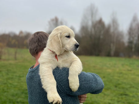 Pirmoji savaitė su šuniuku: kaip padėti jam prisitaikyti namuose