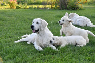 Kodėl verta rinktis auksaspalvį retriverį?