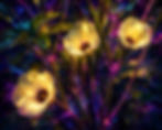 Three pale yellow okra blossoms with dark centers glowing among deep green leaves and vivid purple, blue, and magenta stems.