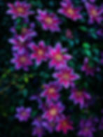 Abundant violet and pink clematis blossoms growing among dark green leaves.