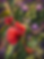 Painterly garden scene with large coral-red hibiscus blossoms, clusters of purple hydrangeas and dense green foliage.