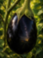 Close-up of a lavender-purple eggplant flower with a golden center, surrounded by softly textured green leaves and stems.