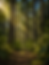 Low-angle view of a narrow trail at the base of Rich Mountain, surrounded by tall forest trees with sunlight filtering through the green canopy.