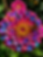 Butterfly resting on a transformed zinnia with layered pink, violet, coral and blue petals.
