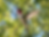 A ruby-throated hummingbird hovers with one wing extended as rippling distortions radiate through the air behind it against a softly blurred green-and-blue background.
