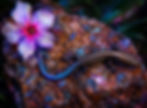 A blue-tailed skink resting on a shimmering, jewel-like rock beside a luminous purple flower.