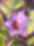 Close-up of a lavender eggplant blossom with a golden center surrounded by green leaves and stems.