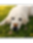 A white dog lying in sunlit grass with a monarch butterfly resting on its nose, surrounded by small wildflowers.