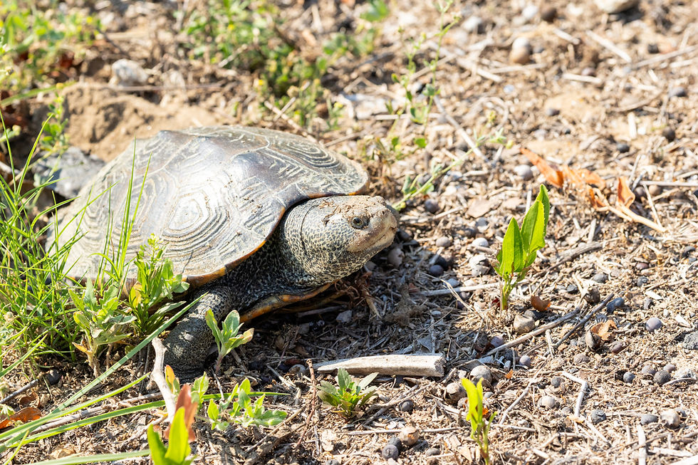Female Diamondback Terrapin laying eggs beside Pitt Street Bridge in Mount Pleasant, South Carolina