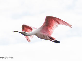 Spoonbills and Buntings at the West Ashley Greenway!