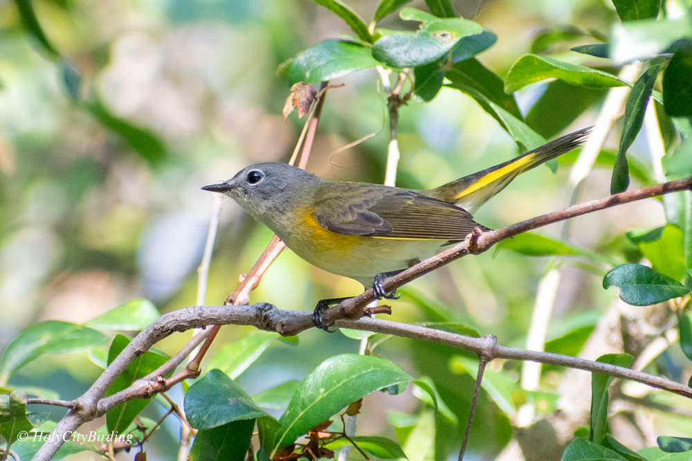 American Redstart American Redstart
